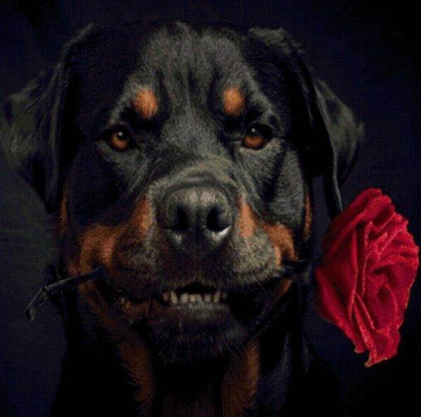 ротвейлер оскал
