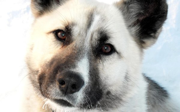 красивые собаки