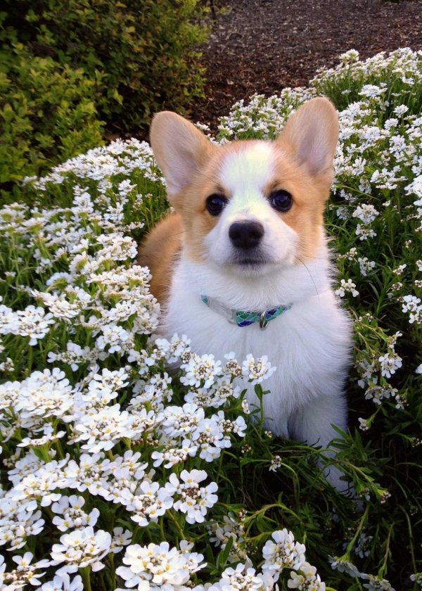 вельшкорги пемброк