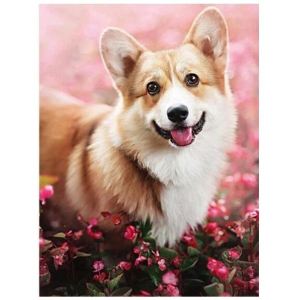 вельшкорги пемброк