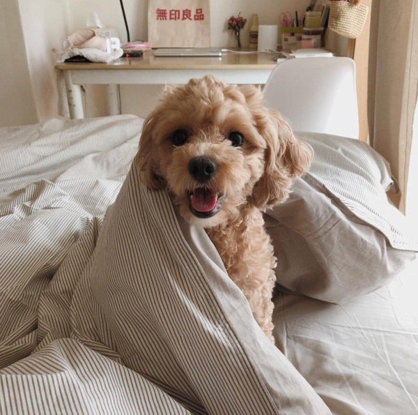 мальтипу купер