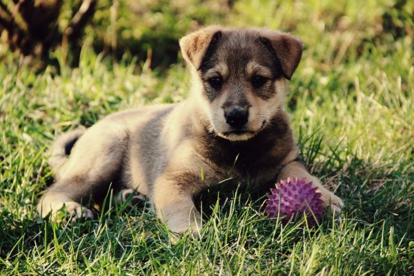 щенок дворняжки 1 месяц