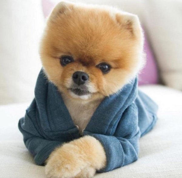 шпиц померанский