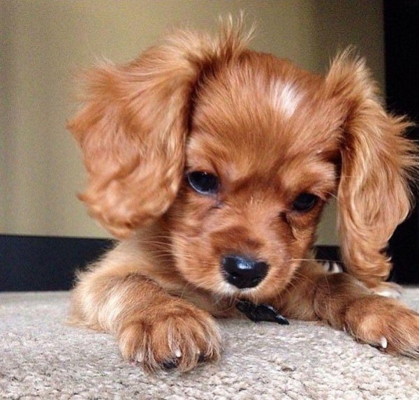 милые собачки