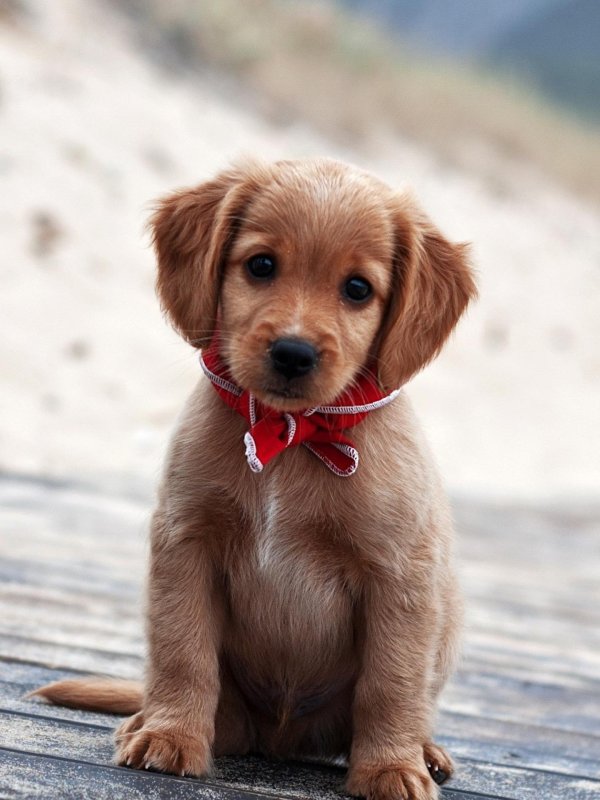 милая собачка