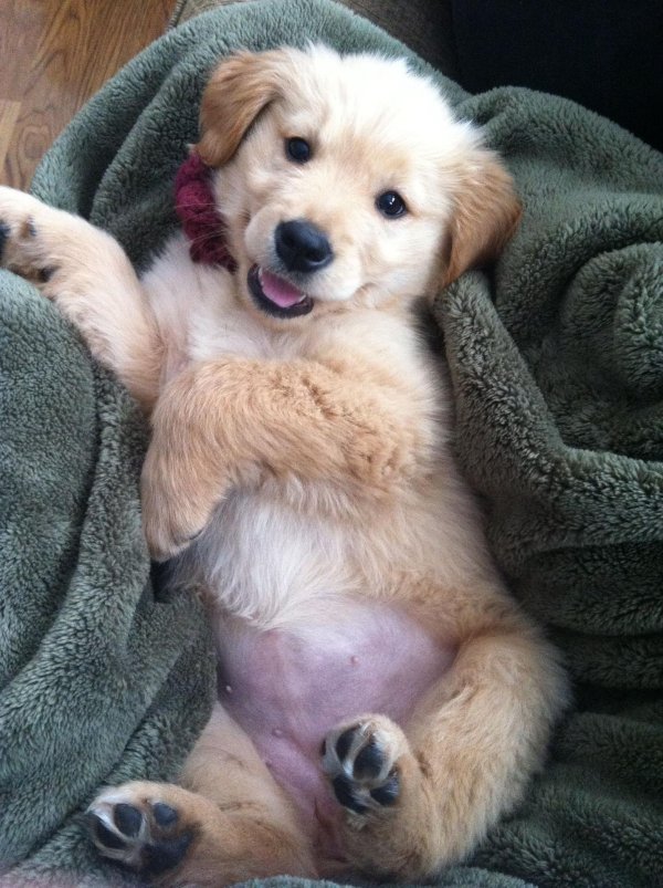 golden retriever puppy
