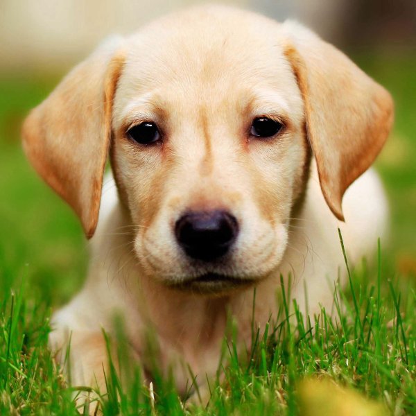 labrador retriever