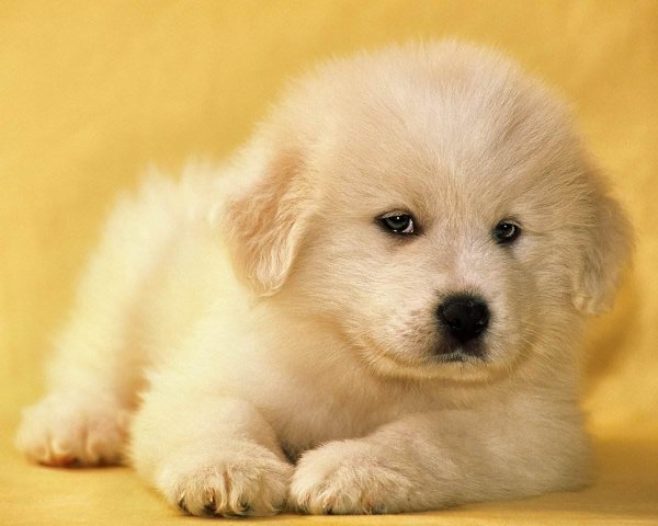 маремма абруццкая овчарка