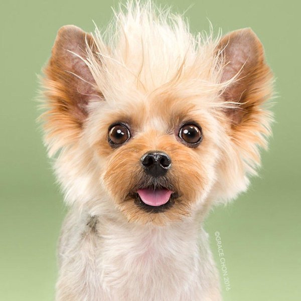 йоркширский терьер