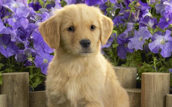 golden retriever puppy