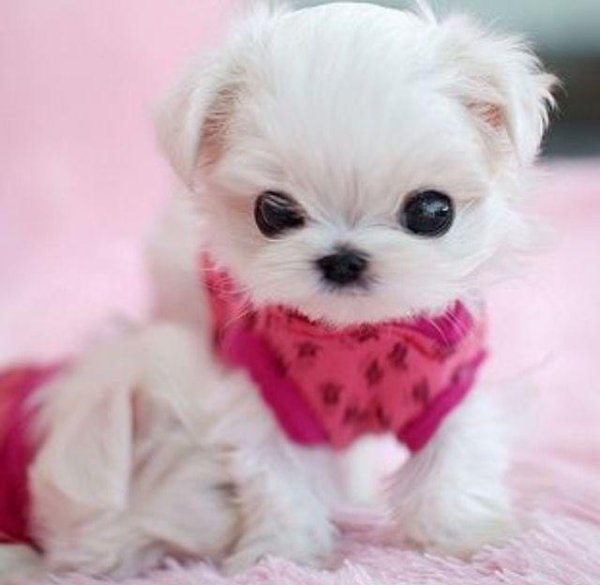 мини мальтийская болонка