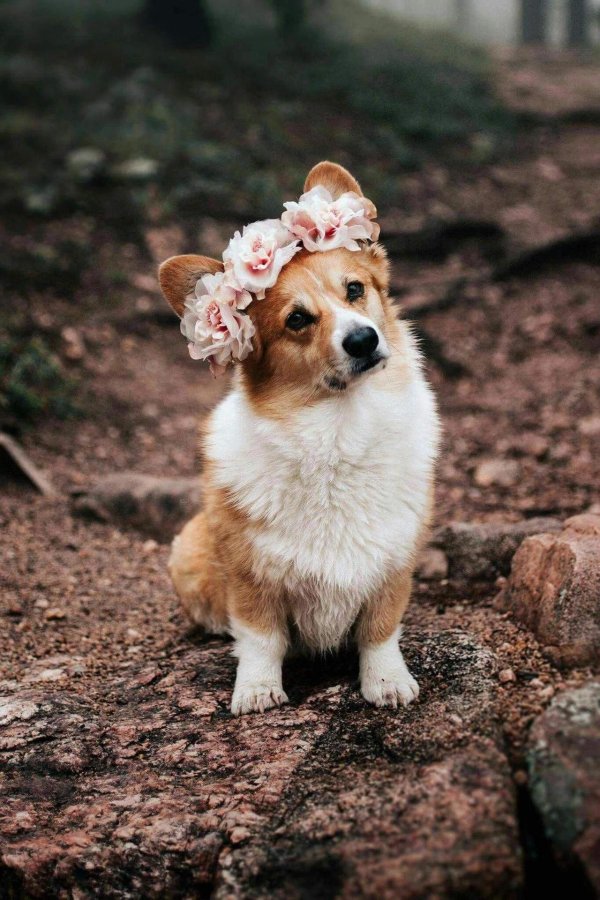 вельшкорги пемброк