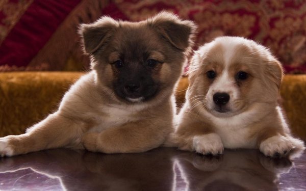 щенки красивые