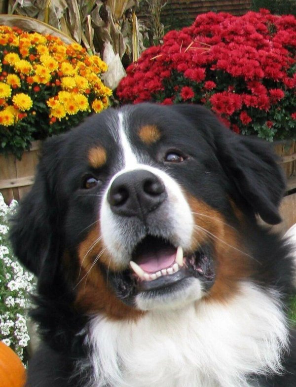 бернские зенненхунды