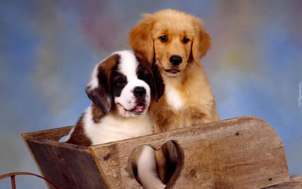 щенки сенбернара