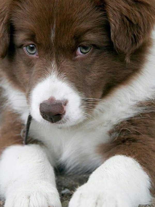 коричневая бордер колли