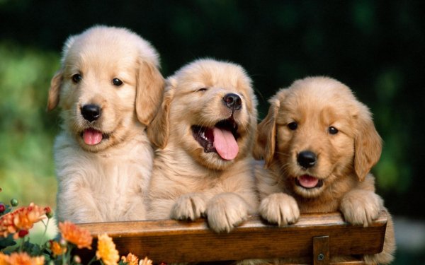 golden retriever puppy