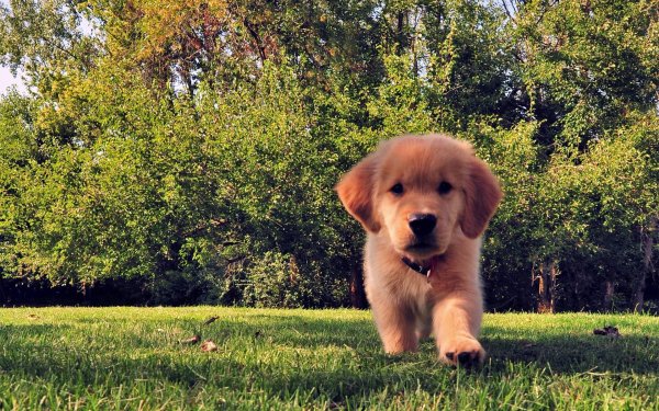 golden retriever puppy