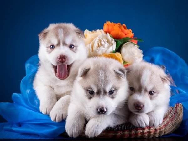 сибирский хаски