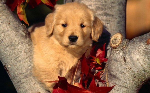 golden retriever puppy