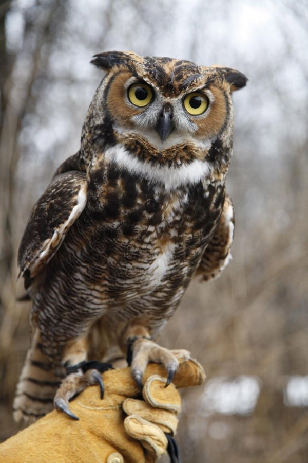 виргинский филин виргинский