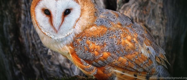 мадагаскарская сипуха