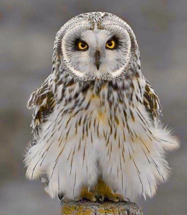 филин сыч сипуха