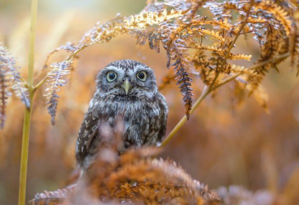 домовый сыч