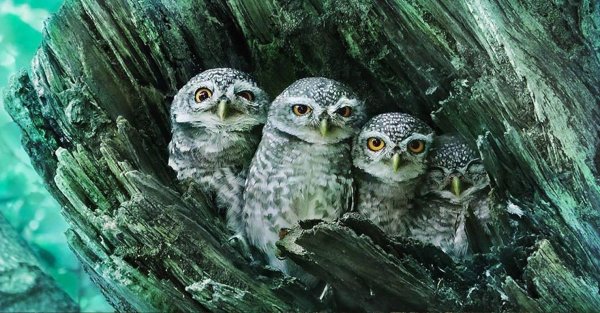 семейство сов