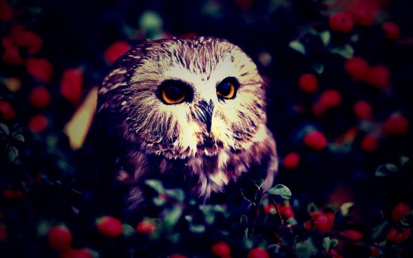 милые совята