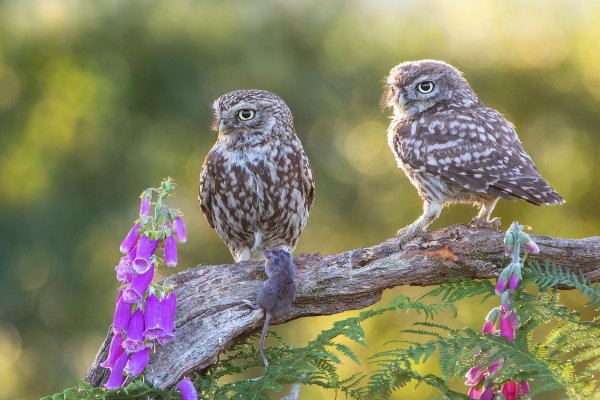 птенец сыча