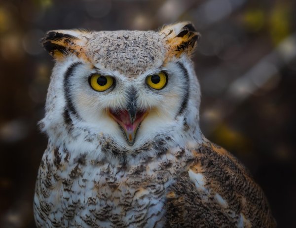 совообразные филин