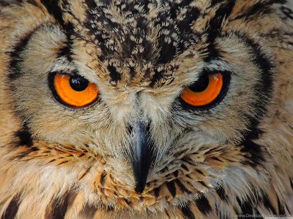 глаза филина