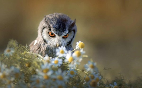 филин птица