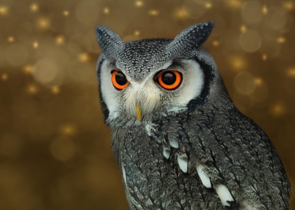 белолицая совка