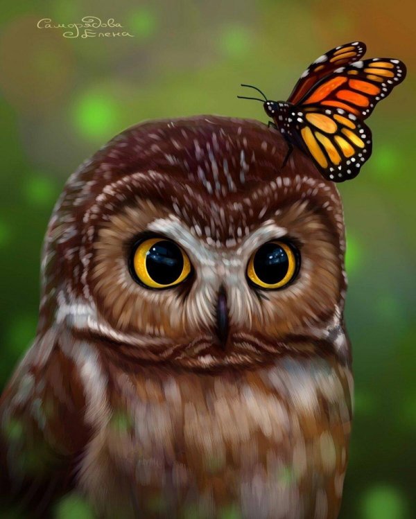 милые совята