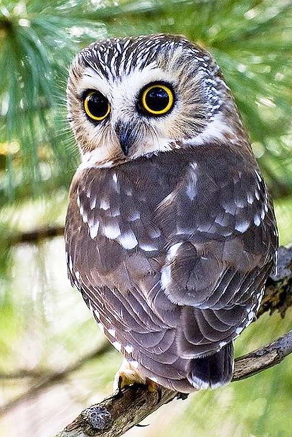 мохноногие сычи