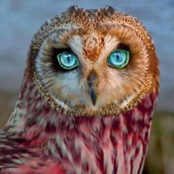 мадагаскарская красная совасипуха