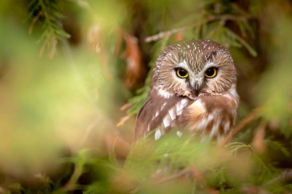 мохноногие сычи