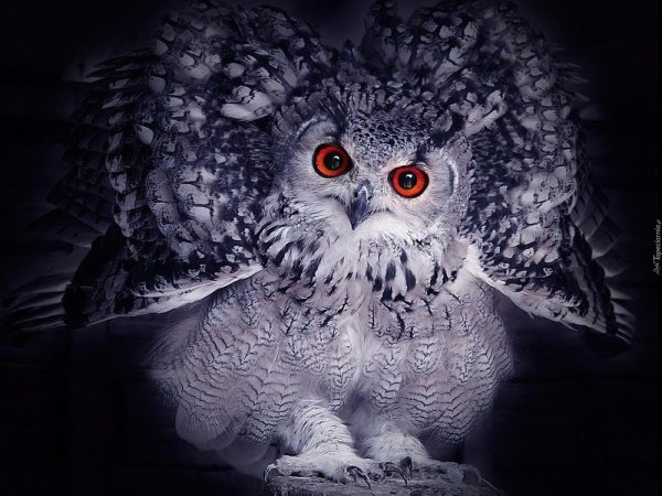 черная ушастая сова