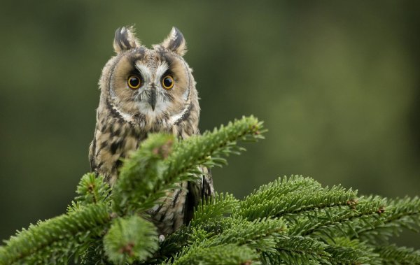 ушастая сова
