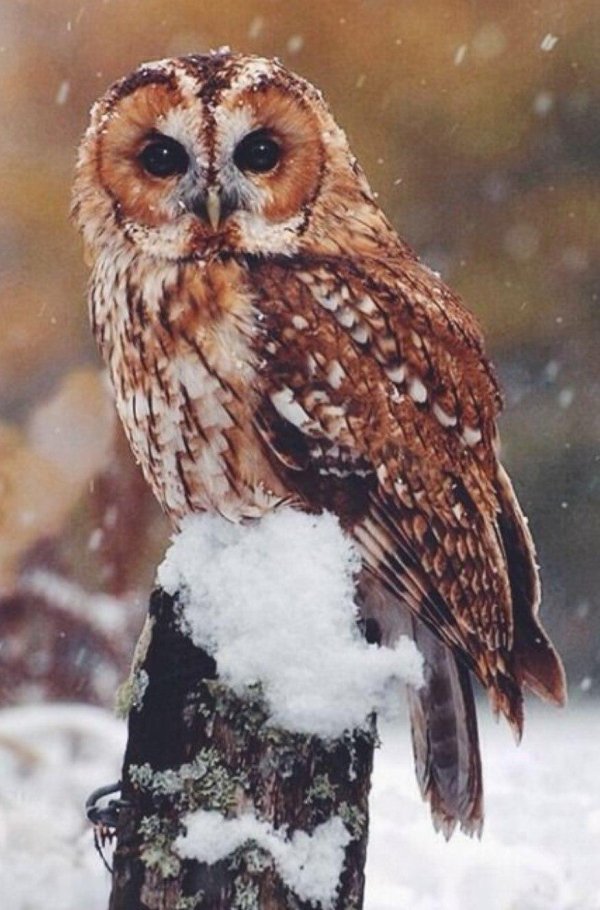 серая неясыть