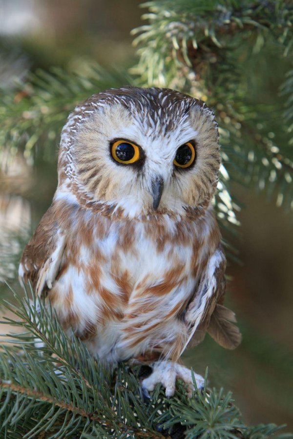 мохноногие сычи