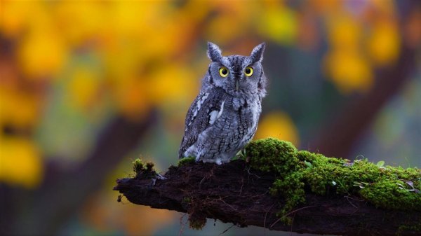 eastern screech owl