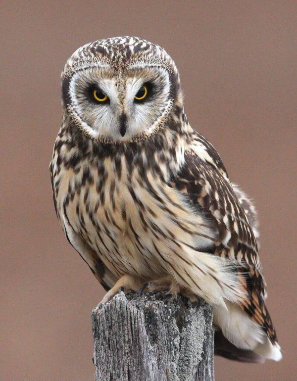 совообразные филин