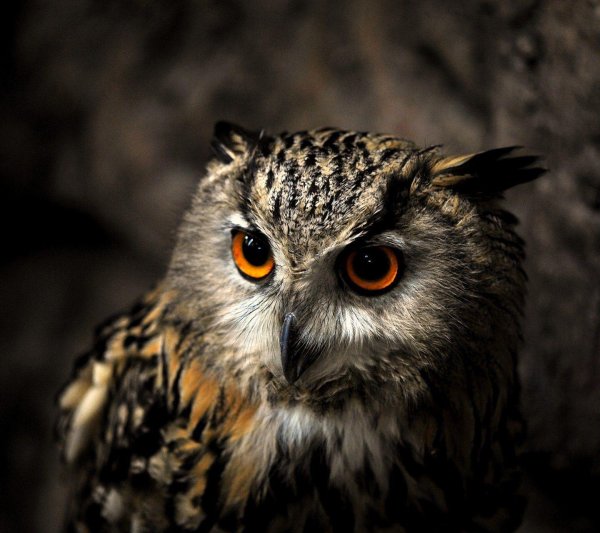 филин филины