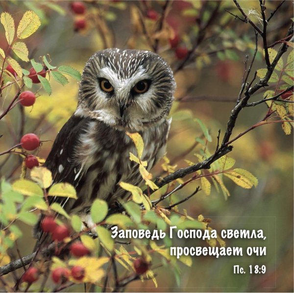 мохноногие сычи