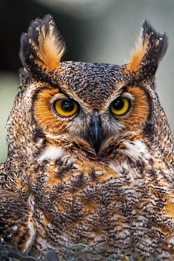 great horned owl