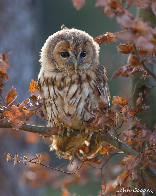 неясыть обыкновенная