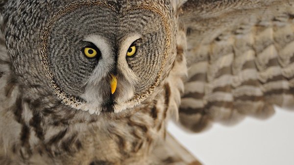 great grey owl